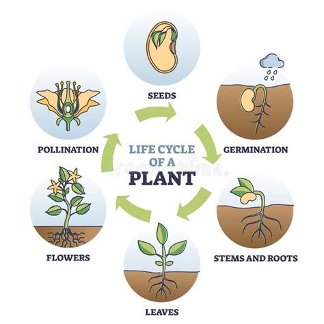 Life Cycle of Plant with Seeds Growth in Biological Labeled Outline Diagram Stock Vector ...