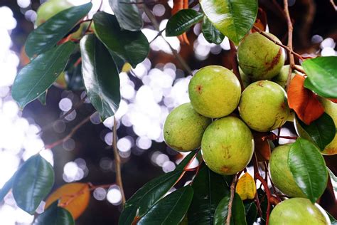 S - Penang Tropical Fruit Farm