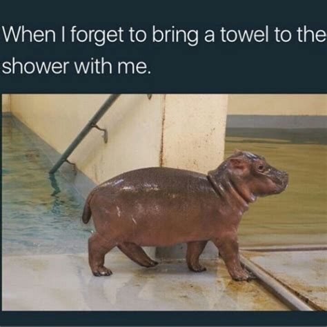 Celebrating International Hippo Day With Funny Hippo Memes | Funny hippo, Memes, Animal instagram