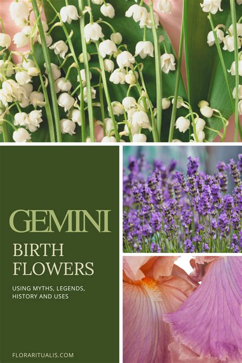 Celebrate your birth month with the perfect gemini birth flower! Discover the meanings behind ...