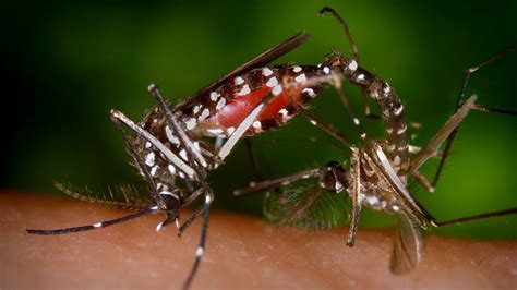 What does a dengue mosquito bite look like? All you need to know