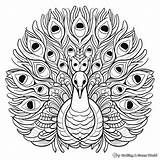 Peacock Mandala Coloring Pages  Free & Printable sketch template