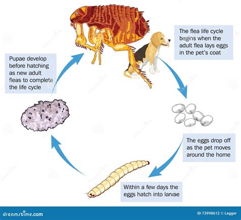 Flea life cycle stock vector. Illustration of drawing - 73998612
