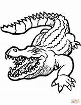 Crocodile With Open Mouth coloring page  Free Printable Coloring Pages sketch template