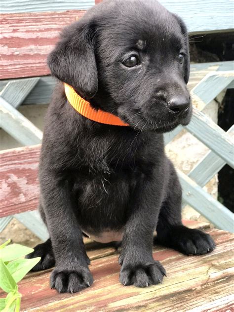 Classical – Female Black Labrador Puppy in New Holland, PA | Black ...