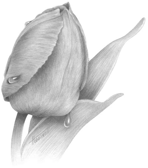 Flowers For > Tulip Pencil Drawing | Tulip drawing, Flower drawing ...