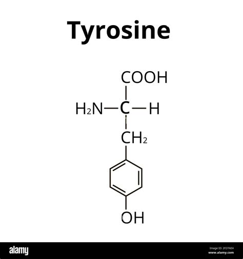 The amino acid Tyrosine. Chemical molecular formula of Tyrosine amino ...