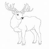 Caribou Coloring Pages – Coloring Corner sketch template