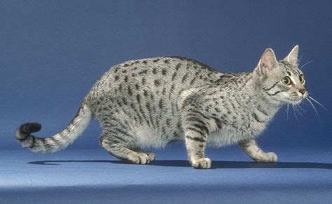 egyptian blue cat breed size (Dengan gambar)