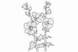 Hollyhock Adults Coloring Page Graphic By Forhadx5 · Creative Fabrica sketch template