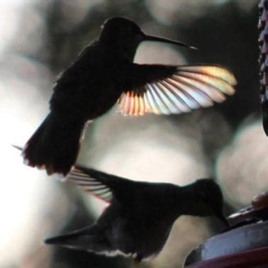 Hummingbird Wings : r/hummingbirds