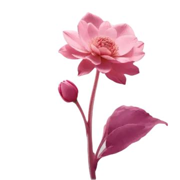 Pink Lotus Flower Isolated On White Background, Pink Lotus Flower, Isolated On White Background ...