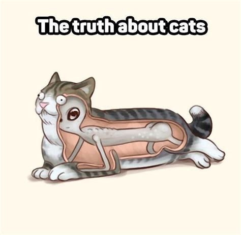 8 Signs Your Cat Is An Alien - Do You Know The Signs? | Cat memes, Funny cats, Cats