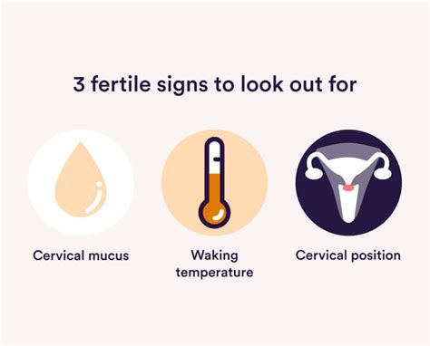 Fertile signs: ovulation symptoms to know about | Parla