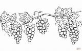 Coloring Page Of Grapes At Michael Schiller Blog sketch template