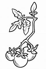 Cherry tomato Free Style coloring Page Thumbnail Pomodorini Verdure  sketch template