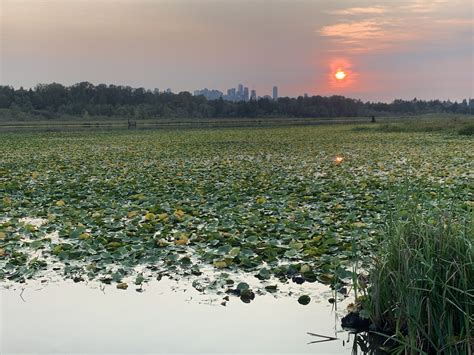 Burnaby Lake Park – Nature Connex