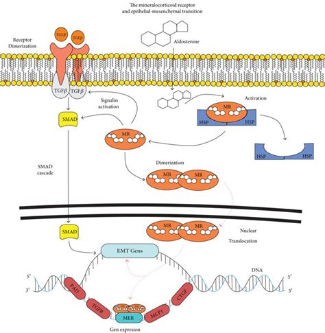 The mineralocorticoid receptor and the epithelial-mesenchymal... | Download Scientific Diagram