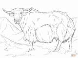 Free Yak Coloring Pages Download Png Images  sketch template