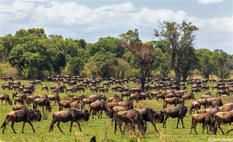 Serengeti-Wildebeest Grazing | The Serengeti, Tanzania Africa 2020 ...