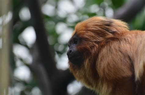 Golden Lion Tamarin - Bronx Zoo 2015 | D.Fletcher | Flickr