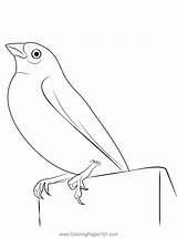 Canary Bird 4 Coloring Page For Kids  Free Finches Printable sketch template