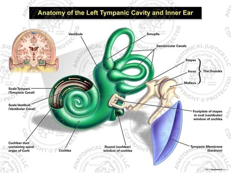 Inside Ear Anatomy