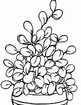 Plant coloring pages To Download And Print For Free sketch template
