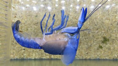 A molting blue crayfish | The Kid Should See This