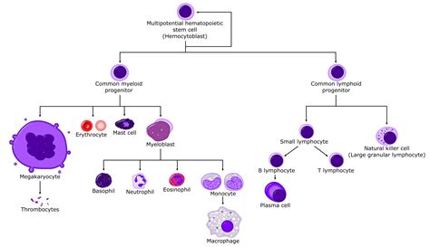 Hematopoietic Stem Cells To Cure Leukemia | immigrant.com.tw