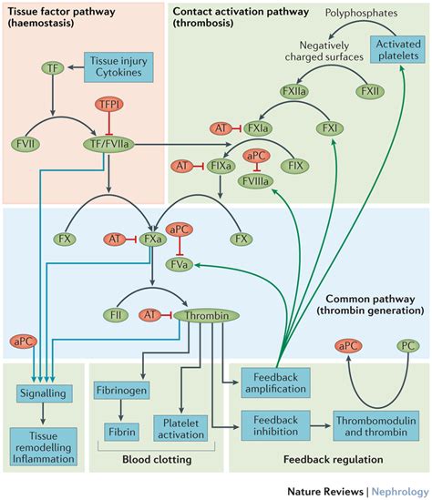 Pathway Activation