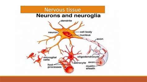 Nervous tissue: Neuron and Neuroglia