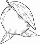 Orange coloring Page  Free Printable Coloring Pages sketch template