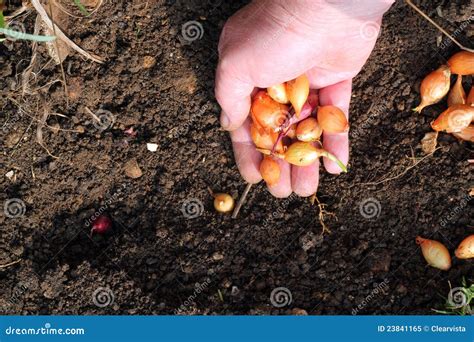 Planting Onion Sets Into The Ground. Royalty Free Stock Photo - Image: 23841165