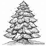 Pine Tree Coloring Pages  Free & Printable sketch template