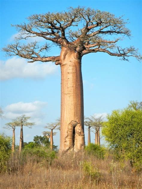 PlantFiles Pictures: Baobab, Monkey-bread Tree (Adansonia grandidieri) by Malalakaman