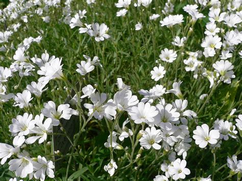 Cerastium Tomentosum - a photo on Flickriver