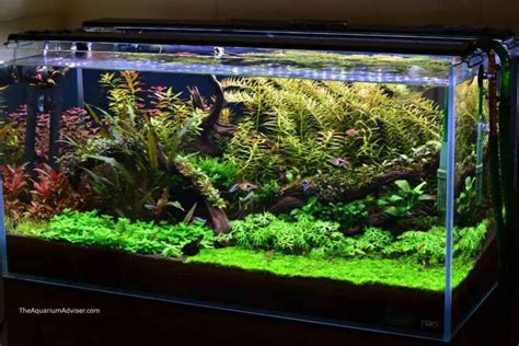 7 Tips for How to Keep Live Plants in an Aquarium - Lighting & Substrate