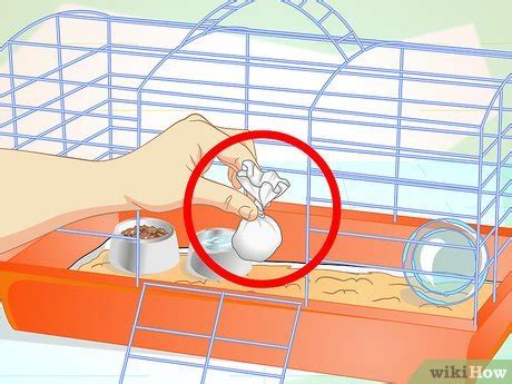 How to Clean a Guinea Pig Cage: A Complete Guide