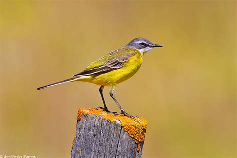 Iberian Yellow Wagtail | António Pena | Flickr