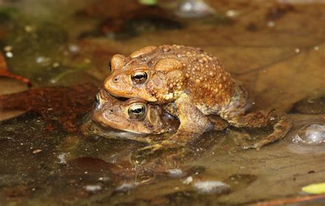 American toad amplexus stock image. Image of mating, male - 39844485