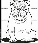 Pin By Pincel Arte On Perros  Bulldog Drawing Puppy coloring Pages sketch template