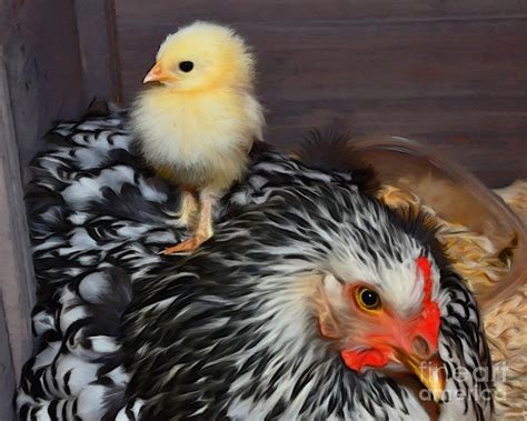 Chick and Hen Photograph by Susie Fisher