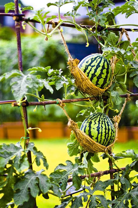 Summer Watermelon by John Rhee | Vertical garden diy, Vegetable garden ...