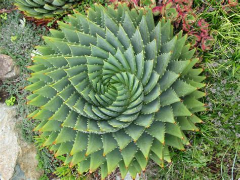 Aloe polyphylla - Spiral Aloe | World of Succulents