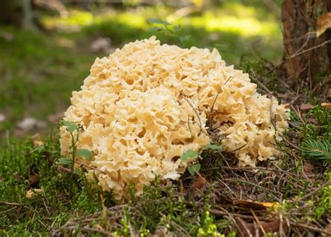 Cauliflower Mushroom Identification