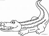 Your Crocodile Alligator Coloring Page  Wecoloringpagecom sketch template