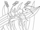 Maur Fargelegge  Tegninger Fargelegging Gratis sketch template