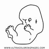 Fetus Coloring Pages For Kids  Free To Print sketch template