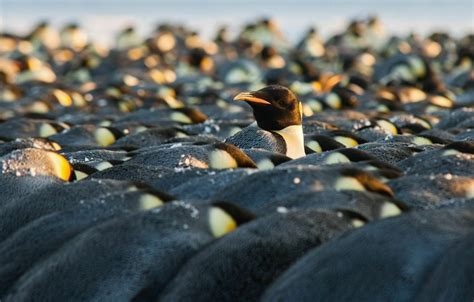 Antarctic Adaptations - Antarctic and Southern Ocean Coalition